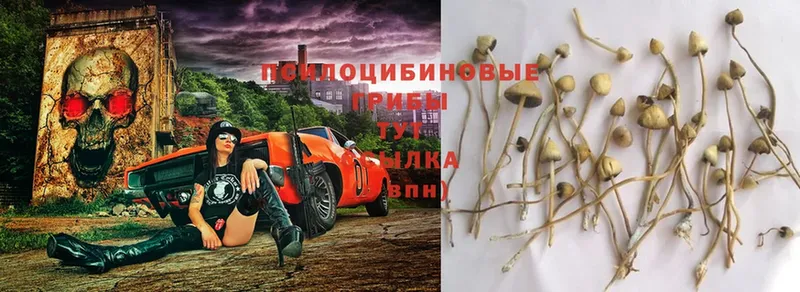 Галлюциногенные грибы Magic Shrooms  Выкса 